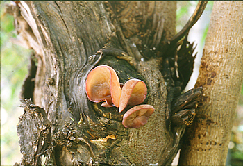 auricularia auricula underw