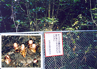 内海のヤッコソウ発生地／日本の特別天然記念物【動物と植物】 -- 公益 