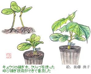 農家の工夫から生まれた野菜の接ぎ木栽培 日本の 農 を拓いた先人たち 公益社団法人農林水産 食品産業技術振興協会